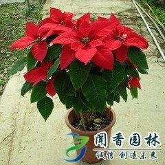 盆栽花卉为何容易死亡？解析常见问题与关键养殖技术指南