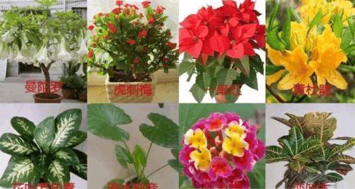 卧室养花需谨慎 这8种常见花卉或伤身，这些安全植物让居室更健康