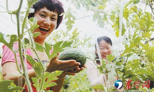 东营现代农业发展 高效生态特色与花卉种植的契合