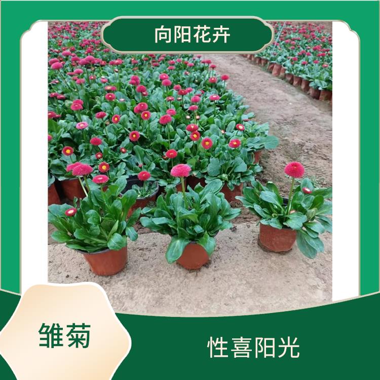 惠州矮牵牛苗基地 垂吊矮牵牛种子，基地直供，欢迎来电咨询