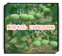 【各种花卉栽培技术】报价_产品_图片_论坛_各种花卉栽培技术综合描述-世界工厂网