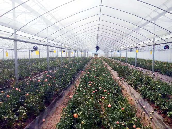 扬州福成村拓展花卉种植产业链 有本"花"样致富经