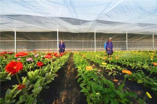 花卉种植经销,特色餐饮为一体的综合园区