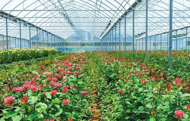下岗职工种植花卉树木创业,带领村民走上了致富路