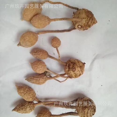 姜荷花种球 球根花卉 观花客厅阳台办公室居室绿色植物
