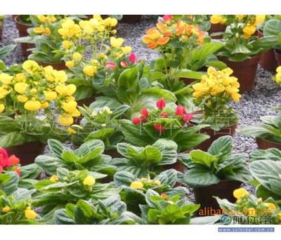 【山东蒲包花荷包花】青州市赵建营花卉苗木种植专业合作社 - 产品库